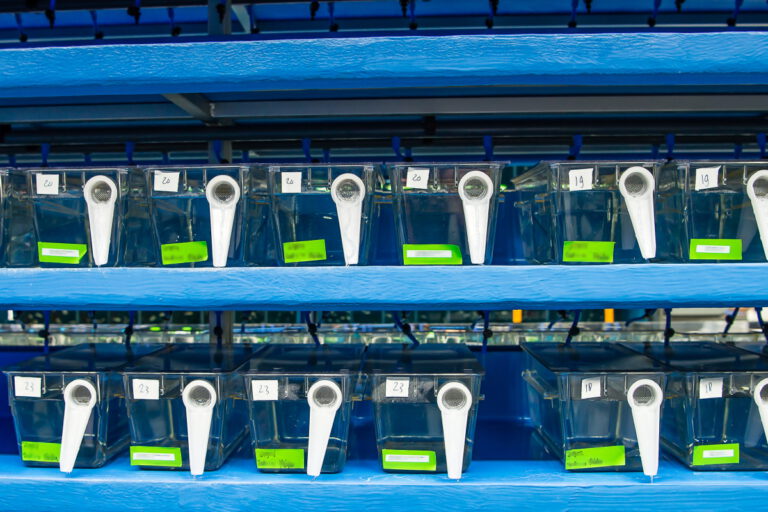 Example of a Polycarbonate fish tanks on shelf of zebrafish husbandry system