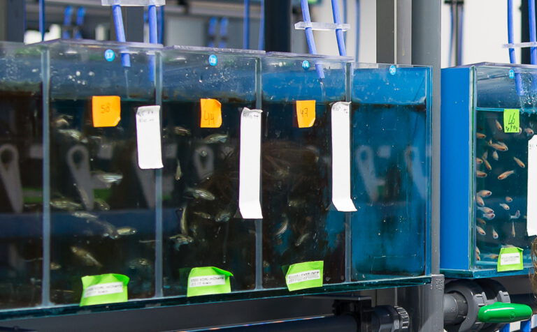 Example of a glass serial tank of zebrafish husbandry system